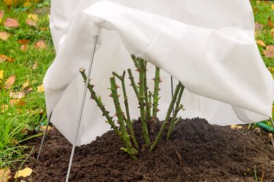 Hiverner les rosiers : comment les prot�ger pour qu'ils passent l'hiver en s�curit�