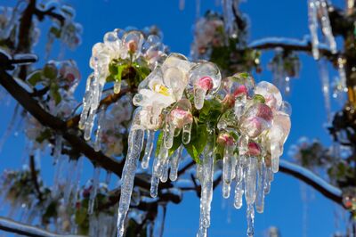 Arbres fruitiers et gel�es tardives : Pourquoi les fleurs g�lent et comment prot�ger votre r�colte ?