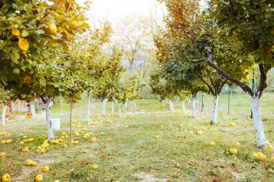 Chute des fruits en juin chez les arbres fruitiers – pas de raison de s'inqui�ter !