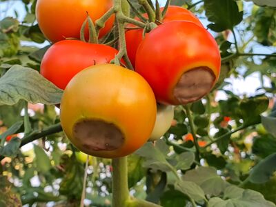 Pourriture apicale des tomates : causes, pr�vention et mesures d'urgence