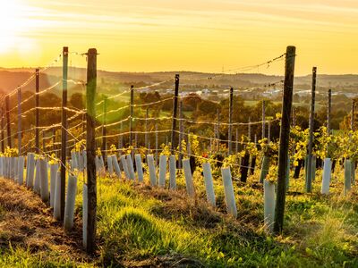 Les vignes PIWI : l'avenir de la viticulture bio