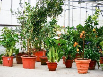Protection des plantes en pot en hiver : guide complet pour un bon hivernage