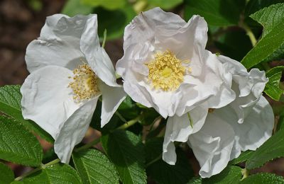 Planter des rosiers rugueux &mdash; le guide de culture Lubera� pour les rosiers rugueux