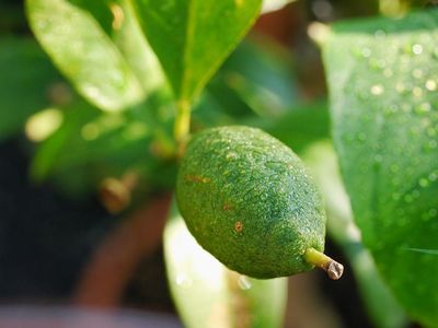 Quand le citronnier a souffert du gel�: les d�g�ts dus au gel sur les plantes m�diterran�ennes