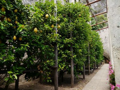 Le citronnier rustique: Les agrumes resistant au froid