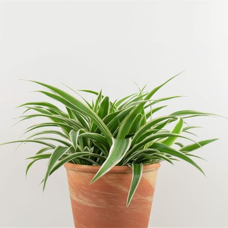 Plante-araign&eacute;e-<i>Chlorophytum - comosum</i>