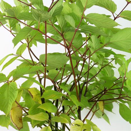 Aralie (<i>Aralia cordata</i>)