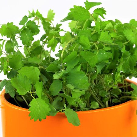 Pimprenelle (pimpinella)