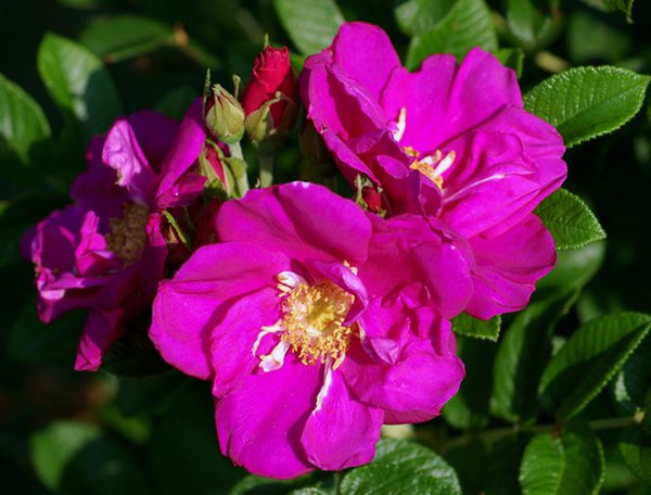 Planter une haie de rosiers,, Rose rouge Meer