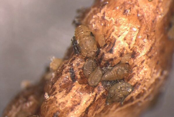 Phyllox&eacute;ra, Daktulosphaira vitifoliae (syn. Phylloxera, Viteus), parasites des racines