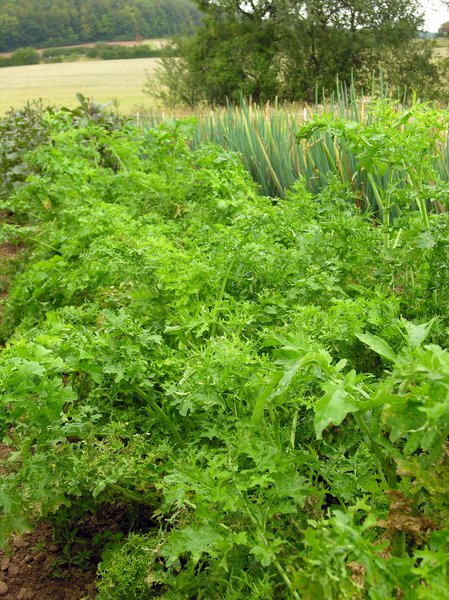 Asiasalat Feathergreen BIO