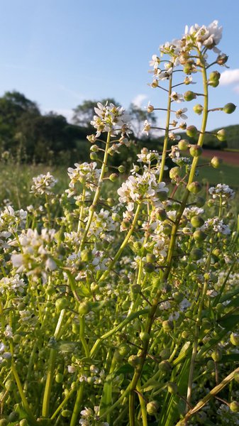L�ffelkraut BIO