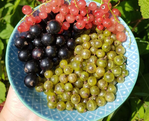 R&eacute;colter les groseilles Blackbells, Greenling et Ribes