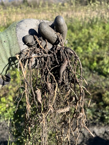Tubercules de gesse tub&eacute;reuse, Lathyrus tuberosus