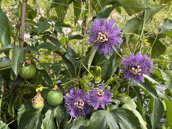Fruits de la passion rustiques, passiflore rustique