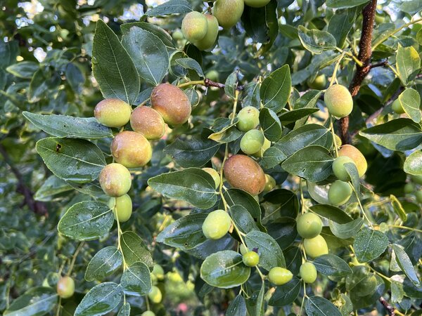 jujube, Ziziphus jujuba, datte chinoise, Ziziphus de la mer Noire
