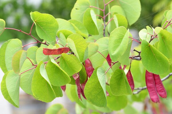 Cercis siliquastrum, arbre de jud&eacute;e, Lubera