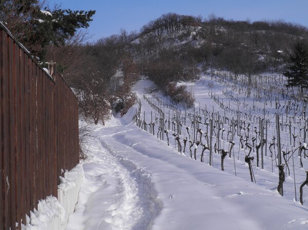 Vignes en hiver, protection des vignes contre le froid