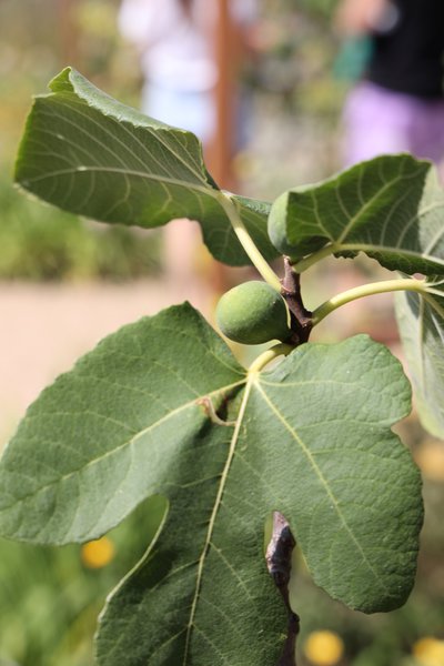Figuier en bac, figuier nain, Wisley Garten RHS,
