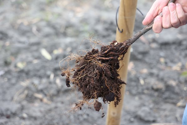 Pommier haute-tige, d&eacute;gagement de la motte et plantation en automne