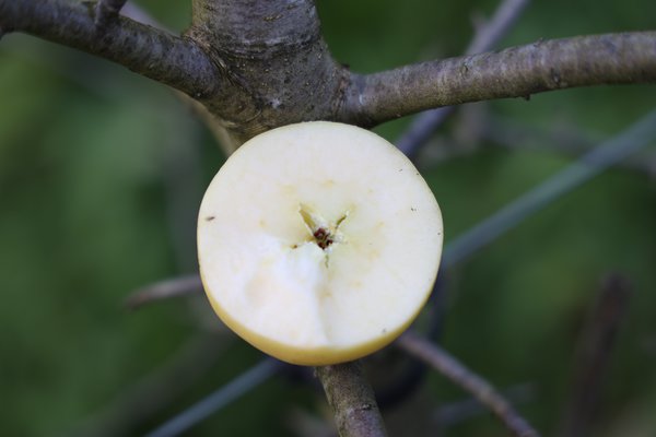 Pomme sans p&eacute;pins s&eacute;lection 2021/22&nbsp;s&eacute;lection Seedless Apple parcelle d&rsquo;essai p&eacute;pini&egrave;re Buchs Lubera