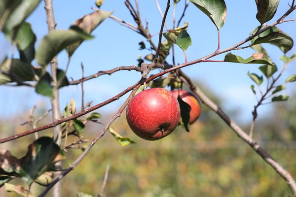 S&eacute;lection pomme sans p&eacute;pins&nbsp;2021/22&nbsp;s&eacute;lection Seedless Apple parcelle d&rsquo;essai p&eacute;pini&egrave;re Buchs, s&eacute;lections de pommiers avec caract&egrave;re r&eacute;cessif, Lubera