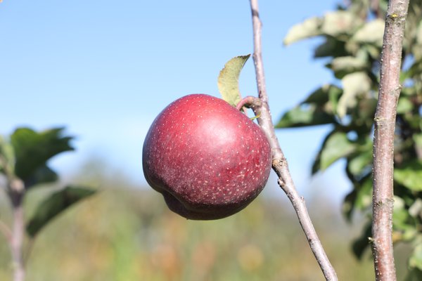 S&eacute;lection pomme sans p&eacute;pins&nbsp;2021/22&nbsp;s&eacute;lection Seedless Apple parcelle d&rsquo;essai p&eacute;pini&egrave;re Buchs, s&eacute;lections de pommiers avec caract&egrave;re r&eacute;cessif, Lubera