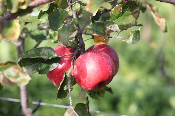 S&eacute;lection pomme sans p&eacute;pins&nbsp;2021/22&nbsp;s&eacute;lection Seedless Apple parcelle d&rsquo;essai p&eacute;pini&egrave;re Buchs, s&eacute;lections de pommiers avec caract&egrave;re r&eacute;cessif, Lubera