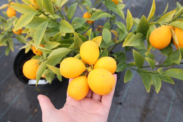 Thomasville, Citrangequat, Citrus, Hiverner les agrumes, fruit