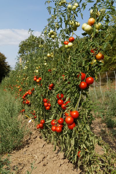 Freilandtomate '298/1' (Solanum lycopersicum)