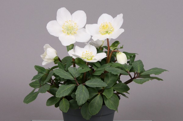 Helleborus niger (Rose de No&euml;l) 'St. Nicolas' en fleur, plantes toxiques, plantes vivaces