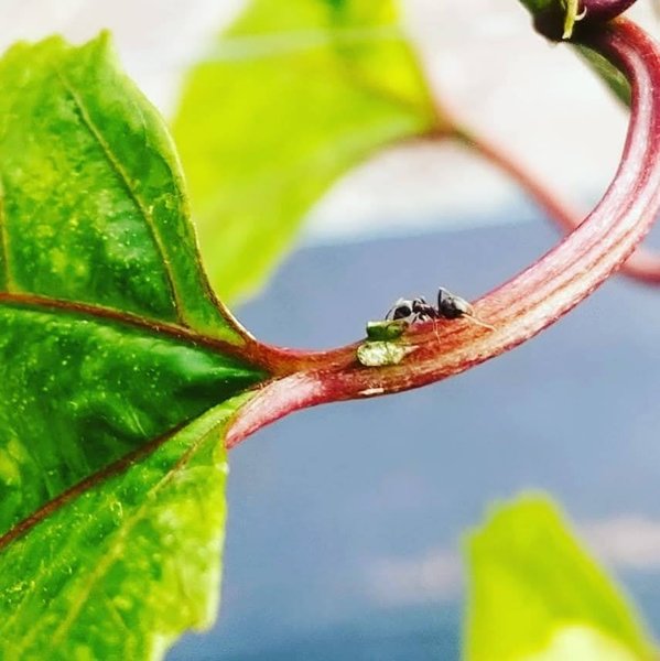Fourmis dans le jardin, fourmi sur passiflore, passiflore, nectar, Lubera