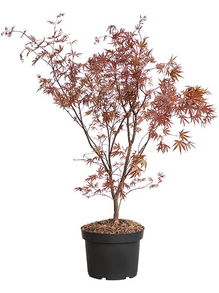 Acer Palmatum 'Bloodgood' (90-120), Stamm verzweigt, im 30cm Topf, H�he 105cm, Breite 35cm