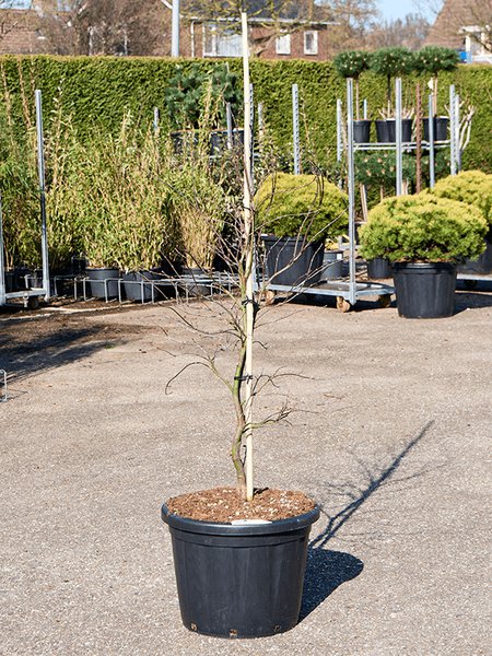 Acer Palmatum 'Dissectum Garnet', Stamm Verzweigt, im 50cm Topf, H�he 170cm, Breite 80cm