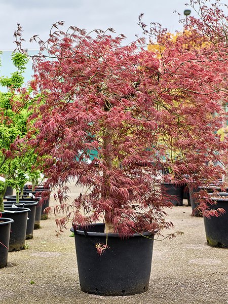 Acer pal. diss 'Ornatum', Stamm, im 55cm Topf, H�he 150cm, Breite 150cm