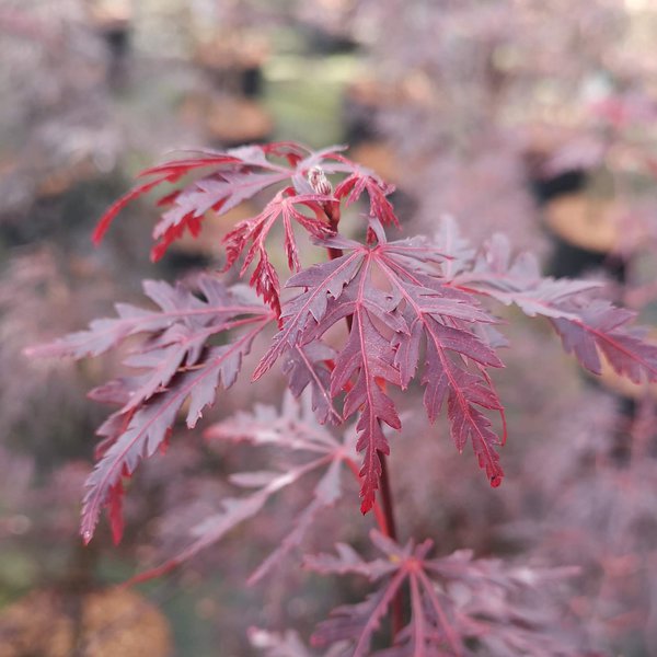 Acer palmatum 'Firecracker'�