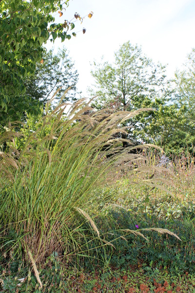 etablierte Pflanze im Garten
