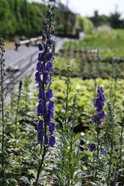 Aconitum napellus