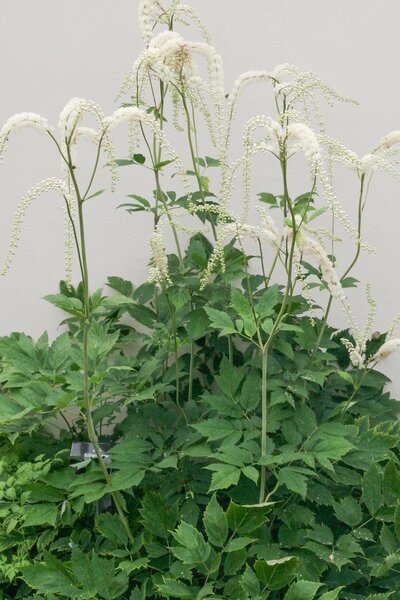 Actaea racemosa