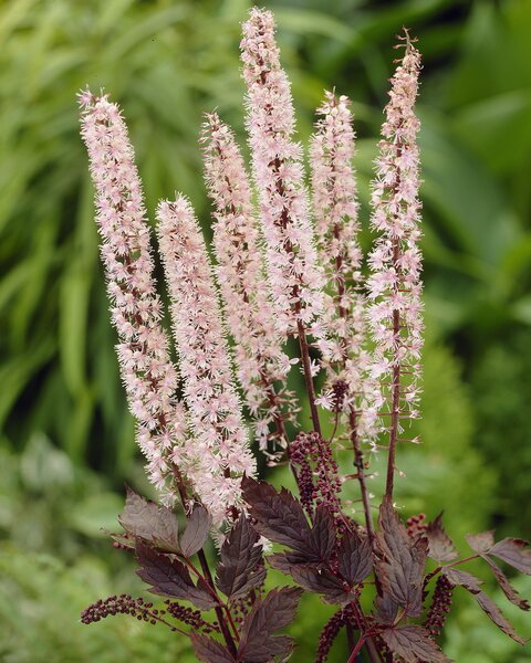 Actaea simplex 'Pink Spike' (S)
