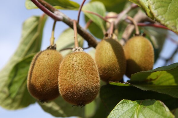 Kiwi, kiwi &agrave; gros fruits, Koryoku, Actinidia deliciosa, kiwis rustiques