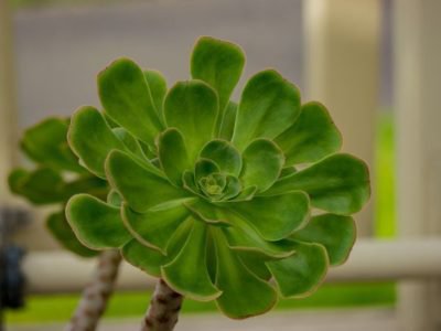 D&eacute;terminer le genre de succulentes
