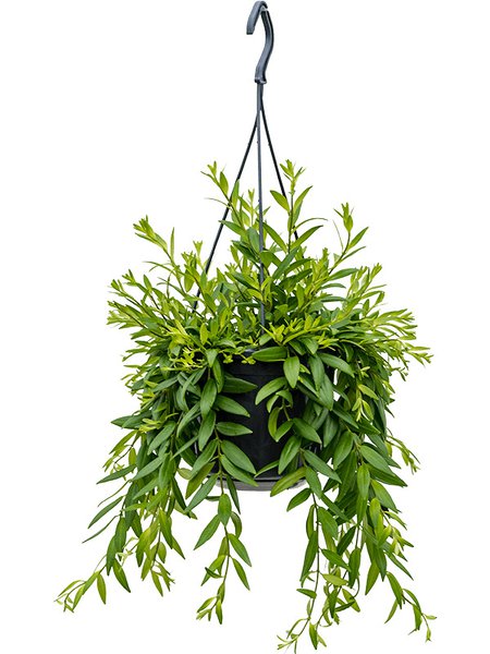 Aeschynanthus 'Japhrolepis', ampel, im 15cm Topf, H�he 55cm, Breite 30cm