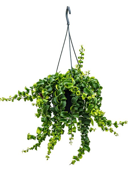 Aeschynanthus 'Rasta', Ampel, im 15cm Topf, H�he 40cm, Breite 30cm