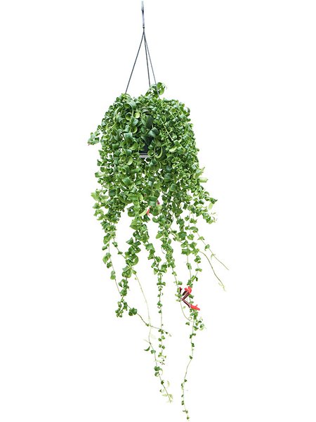 Aeschynanthus 'Rasta' XXL, Ampel, im 15cm Topf, H�he 90cm, Breite 40cm