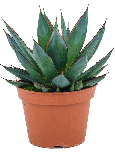 Agave 'Shaka Zulu', Gr�n, im 15cm Topf, H�he 25cm, Breite 23cm