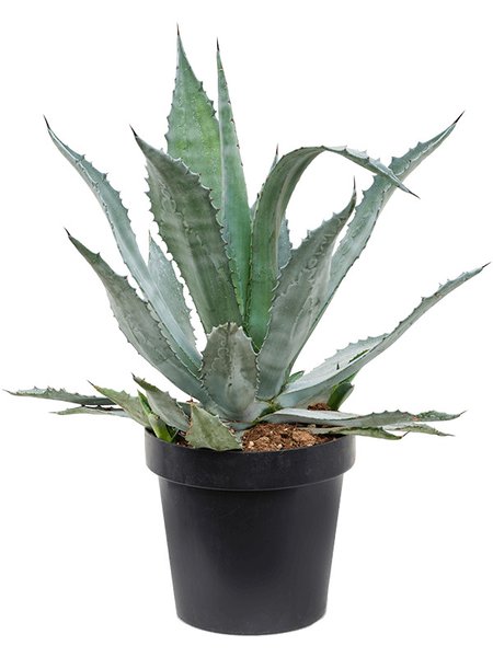 Agave americana, Gr�n/Grau, im 30cm Topf, H�he 65cm, Breite 60cm