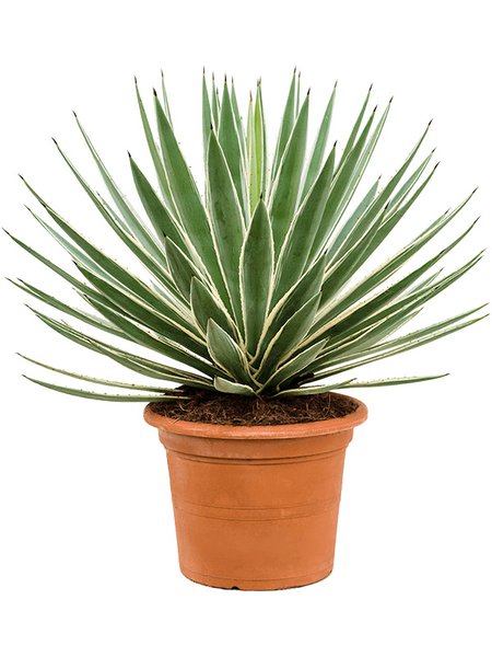 Agave angustifolia, Gr�n/grau, im 30cm Topf, H�he 90cm, Breite 80cm