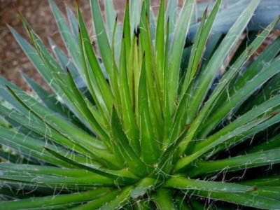 <i>Agave filifera</i>