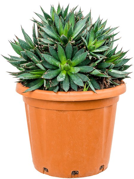 Agave filifera 'X Isthmensis', Gr�n, im 35cm Topf, H�he 55cm, Breite 40cm